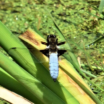 dragonfly