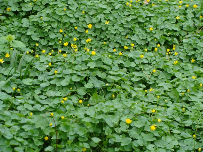 drift of celandines 4