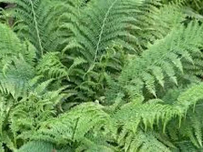 dryopteris fern