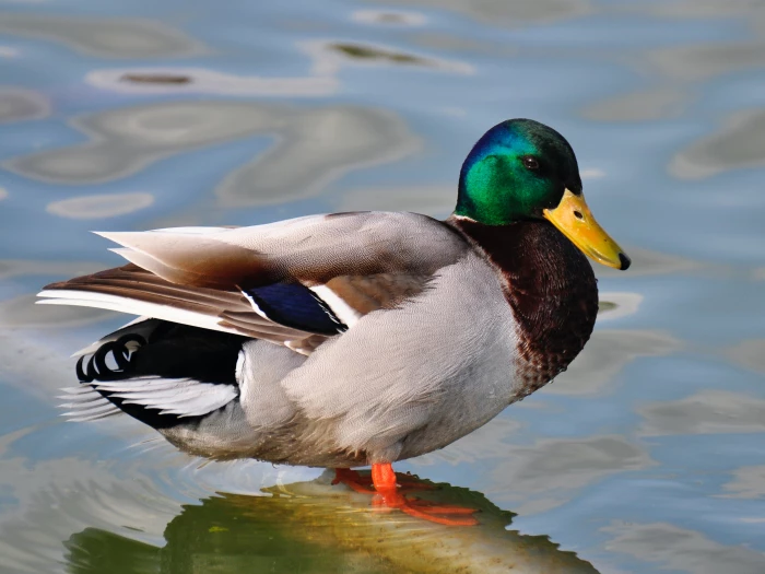 feathered friends