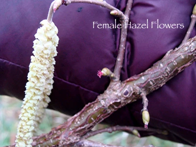 female hazel flower