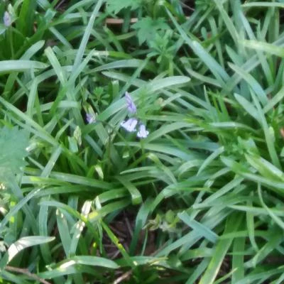 first bluebell 2018