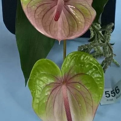 flower club jan 2017 wp20170111213509pro  3