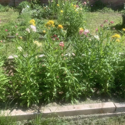flower farm 1