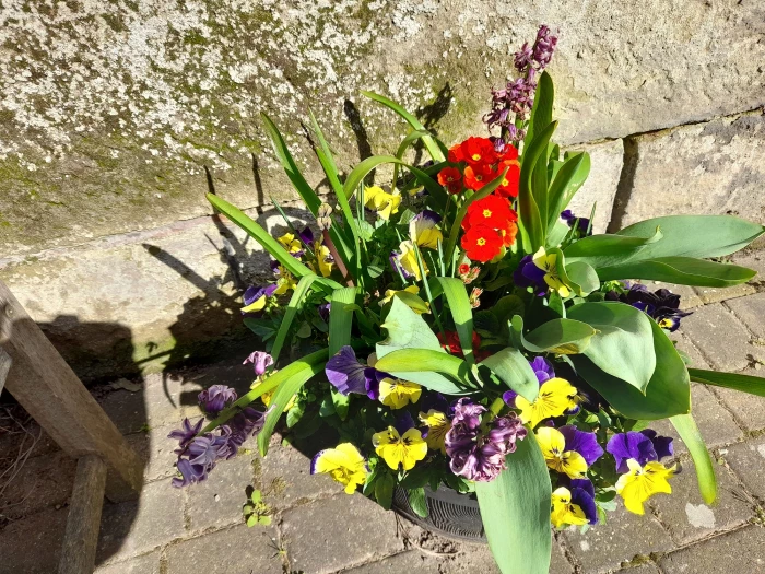 flowers 1