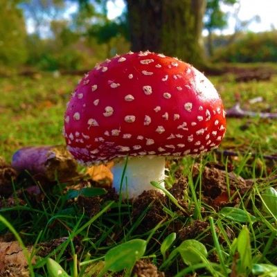 fly agaric 4