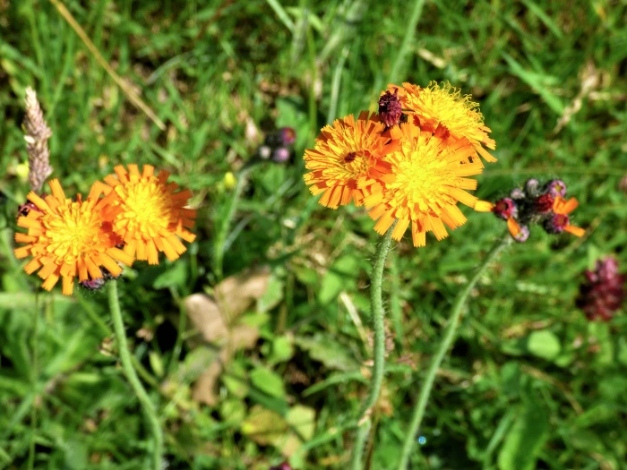 fox and cubs