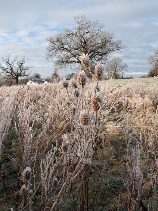 frosty turnpike field