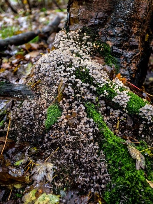 fungal foray 6