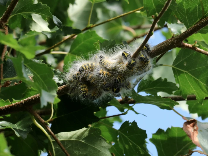 garden caterpillar