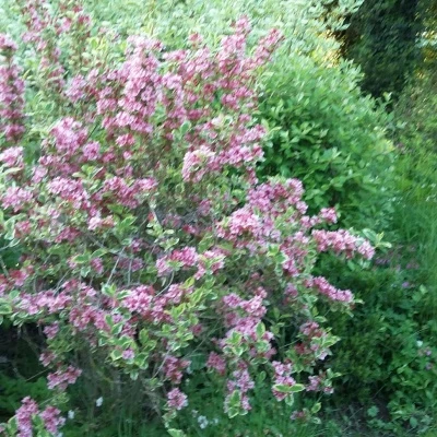 garden flowers 6