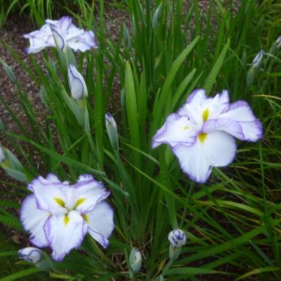 garden3 200618