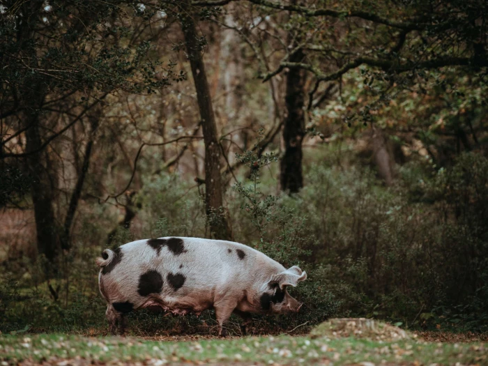 gloucester old spot pig