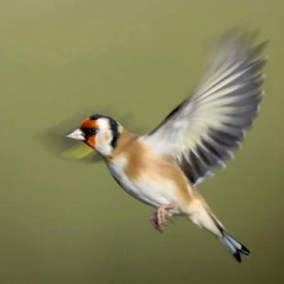 goldfinchessquare