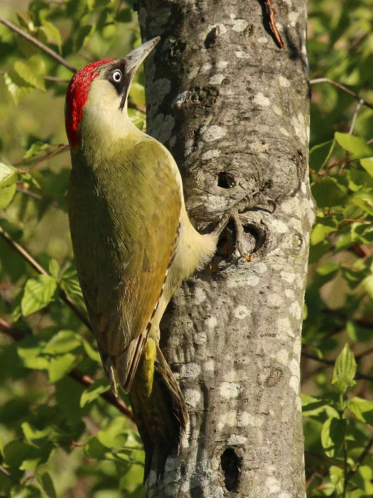 greenwoodpecker picusviridis
