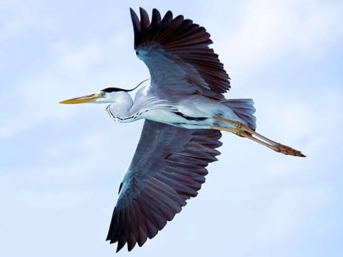 grey-heron-on-the-wing