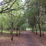 grogan39s walk1