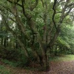 grogan39s walk3