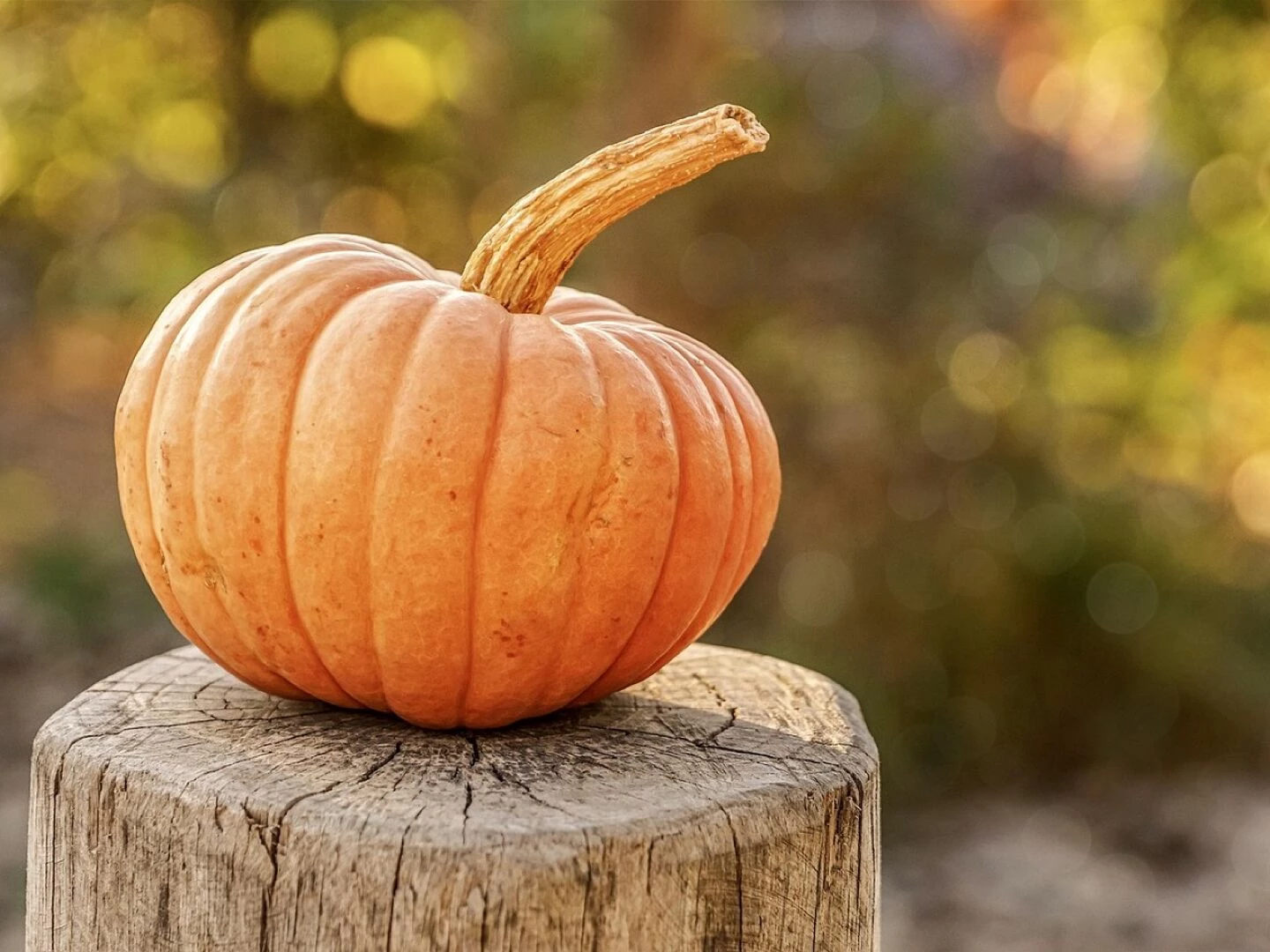 harvest pumpkin autumn