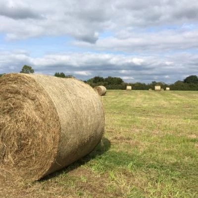 haymaking eastfield1