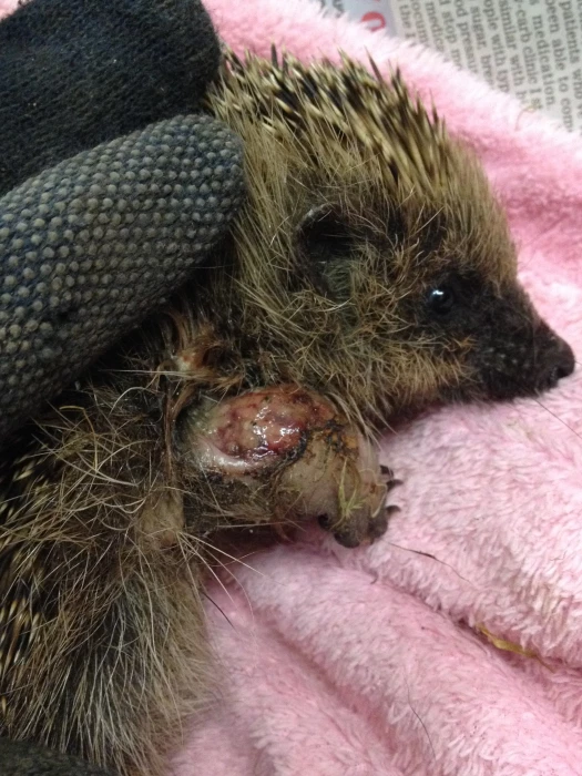 hedgehog 1