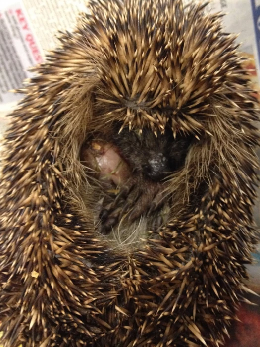 hedgehog 2
