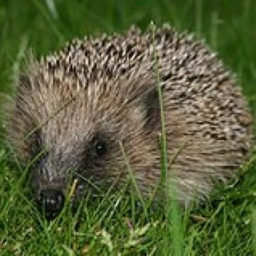 hedgehog