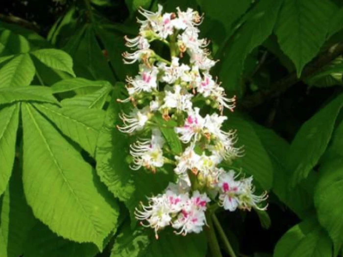 horse chestnut blossom