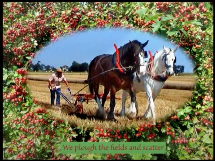 horse plough