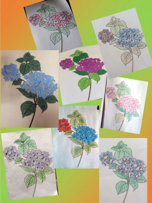 hydrangeas collage