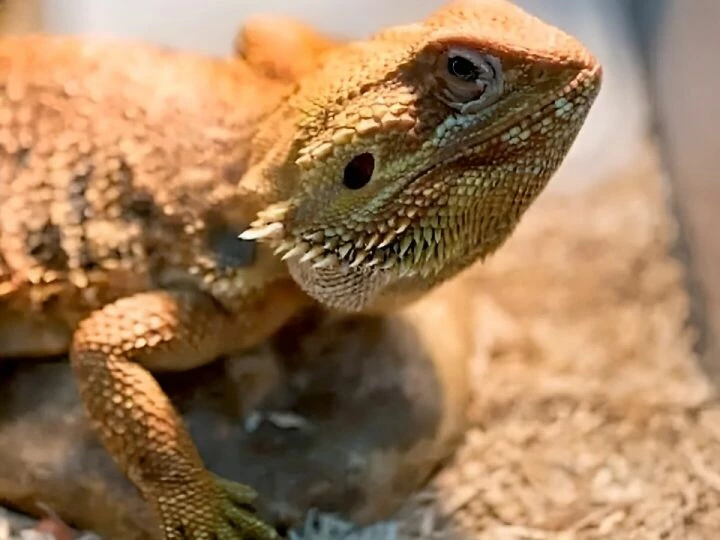 iguana