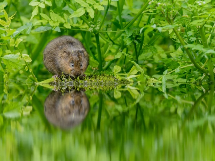 image 4427