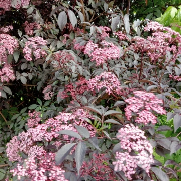 image20240612182614