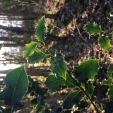 image4