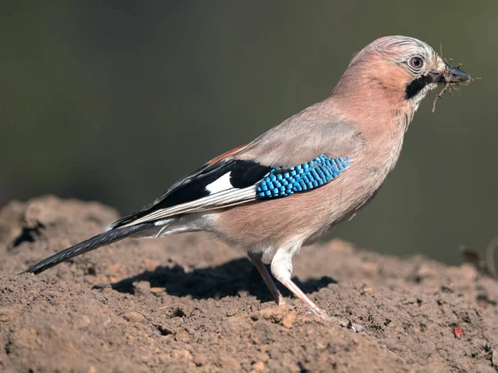 jay garrulus glandarius facing right