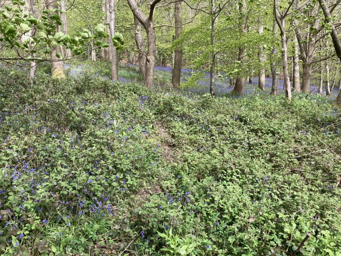 kate chirk bluebells
