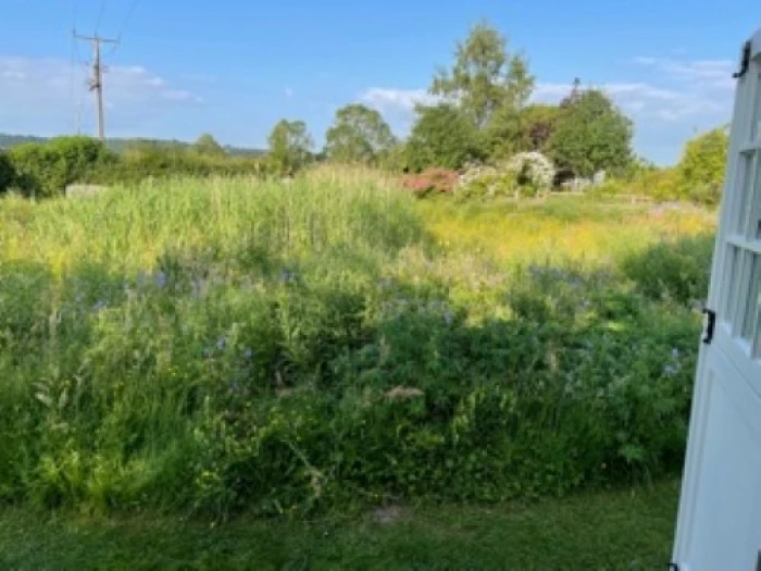 lake   wild flowers 1