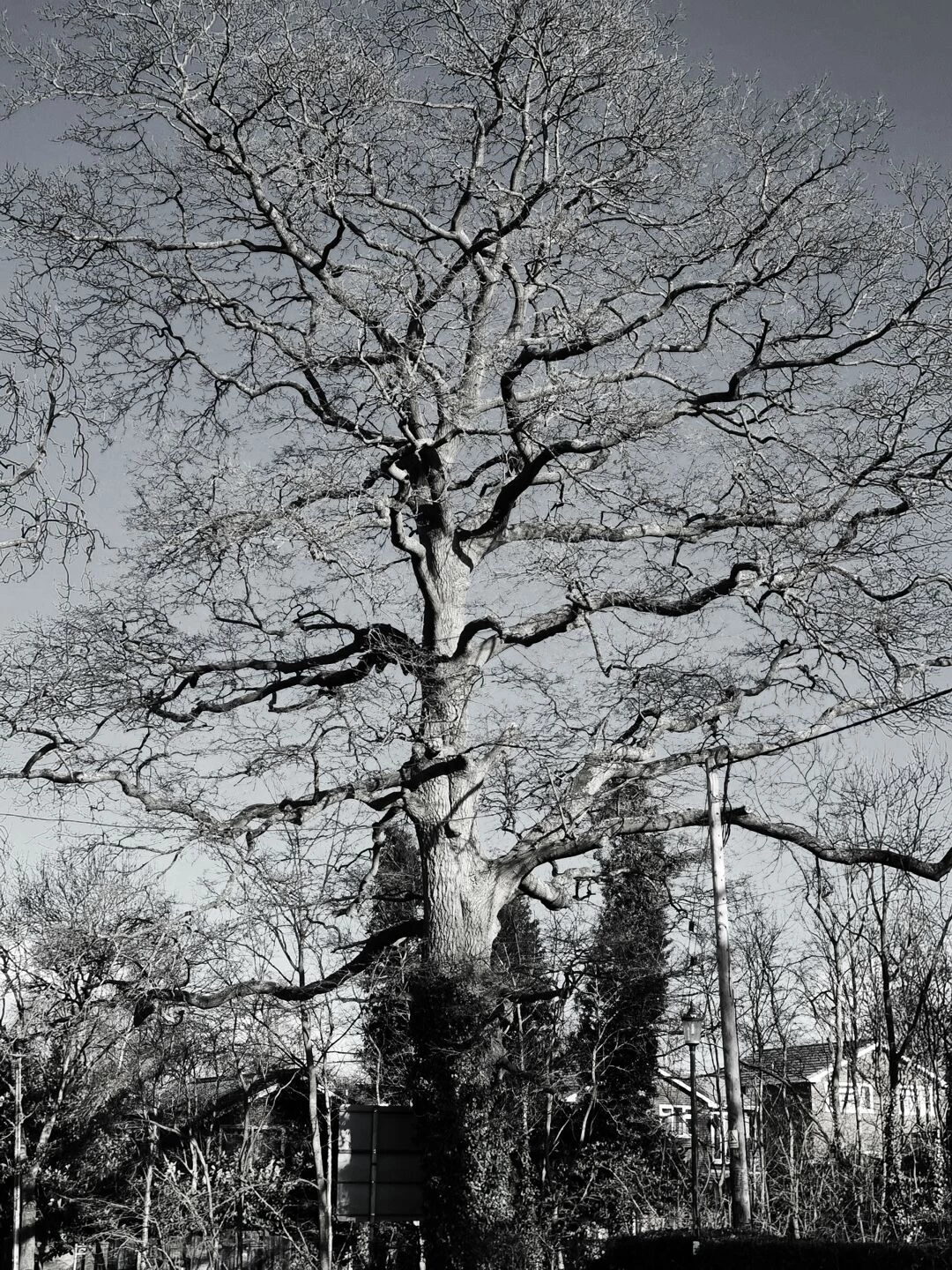life in the grey