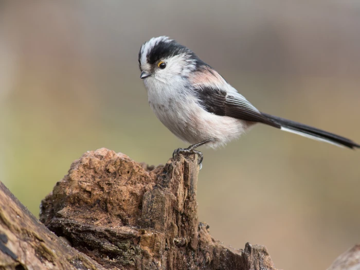 long tailed tit on dead wood