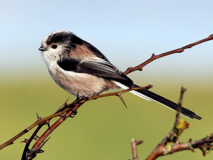 long tailed tit