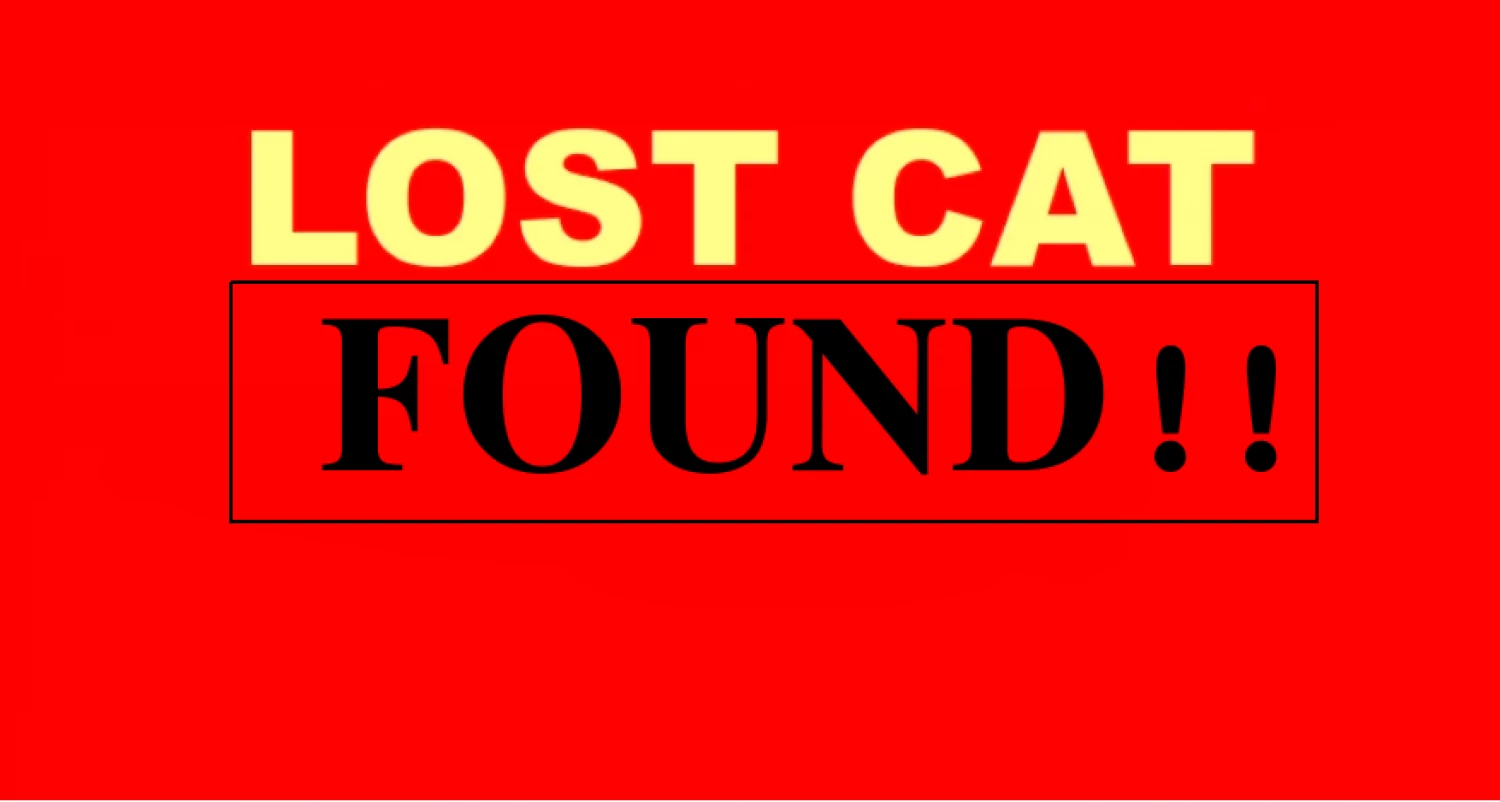 lostcat2