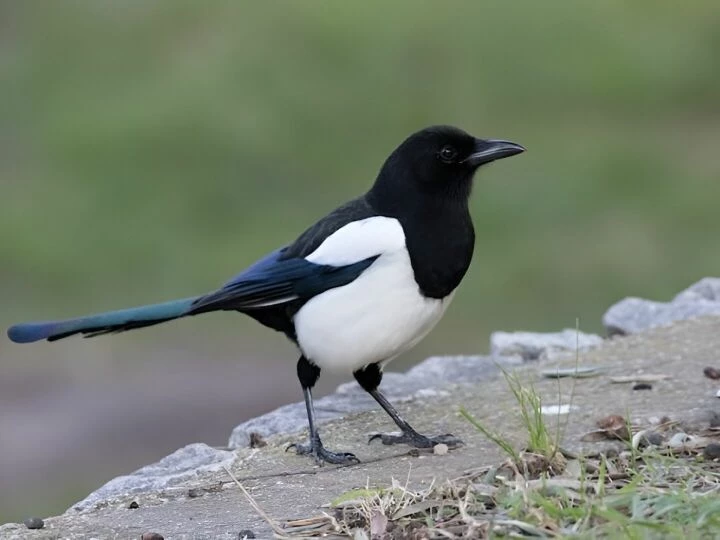 magpie