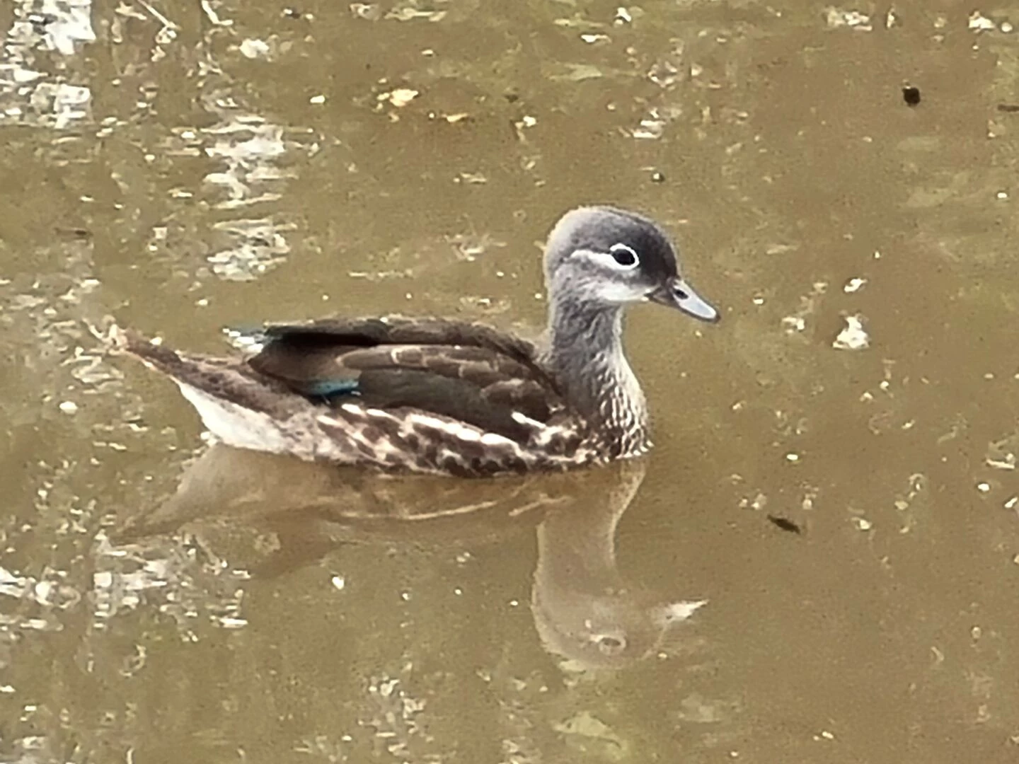 mandarin duck
