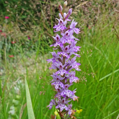 marsh orchid
