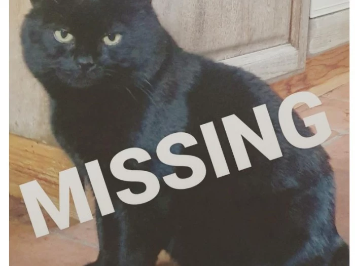 missing cat