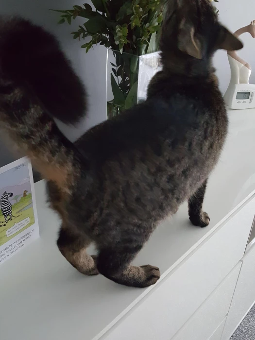 missing cat dec 2022 20200513195707