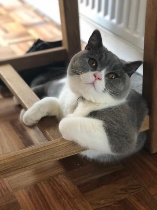 missing cat