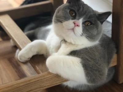 missing cat