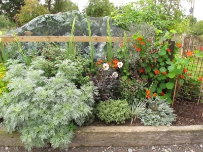 nasturtiums and dahlias at allotments