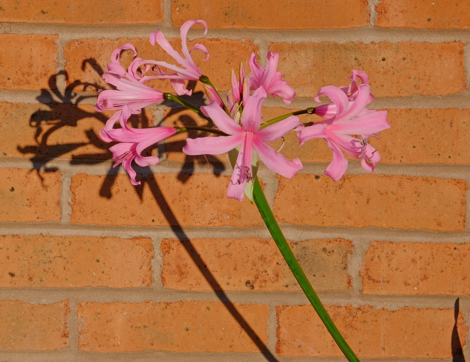 nerine bowdeniif2889